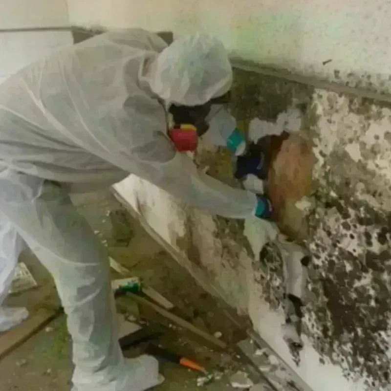 Mold Remediation and Removal in Meads, KY